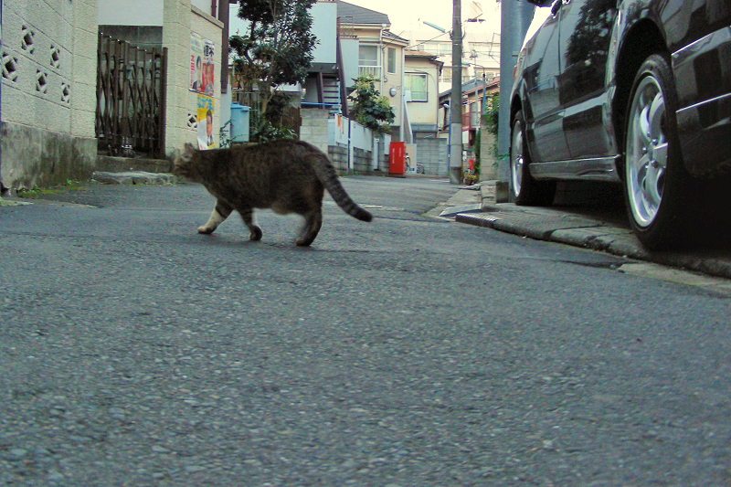 路地を横切るキジトラ猫1