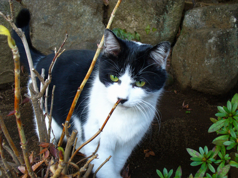 小枝に顔をくっつける黒白猫3