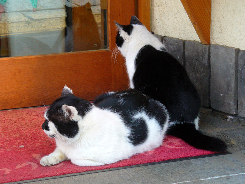 お店前の黒白猫2匹1