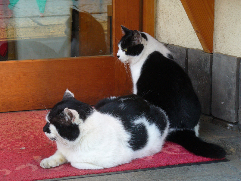 お店前の黒白猫2匹2