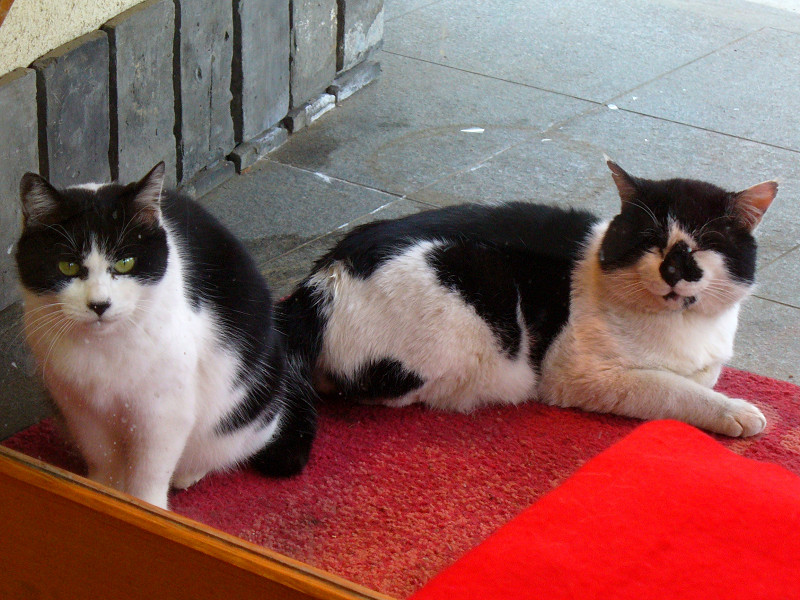 店外の黒白猫2匹
