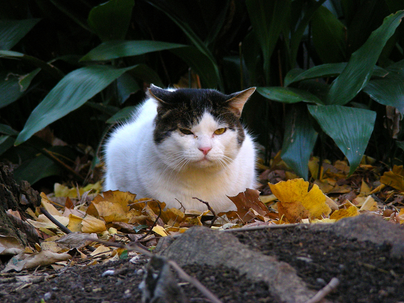 緑葉と茶色い落ち葉と猫1