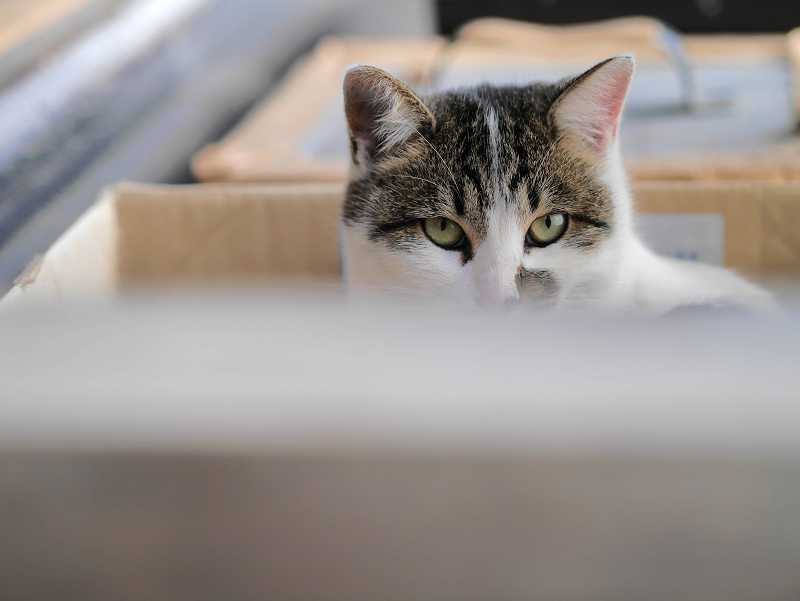 箱から見ている猫2