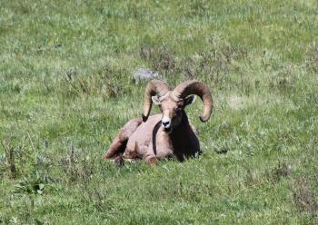 bighorn sheep1
