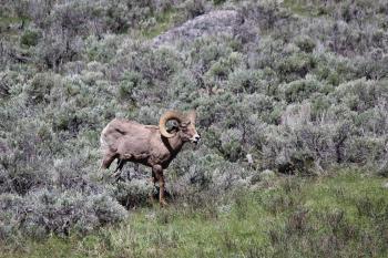 bighorn sheep 4