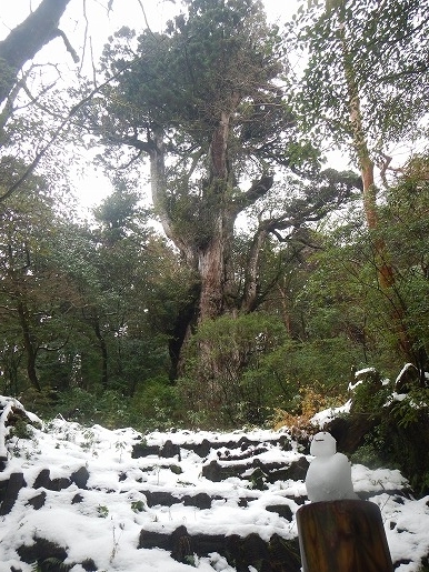 12月20日縄文杉と雪の景色