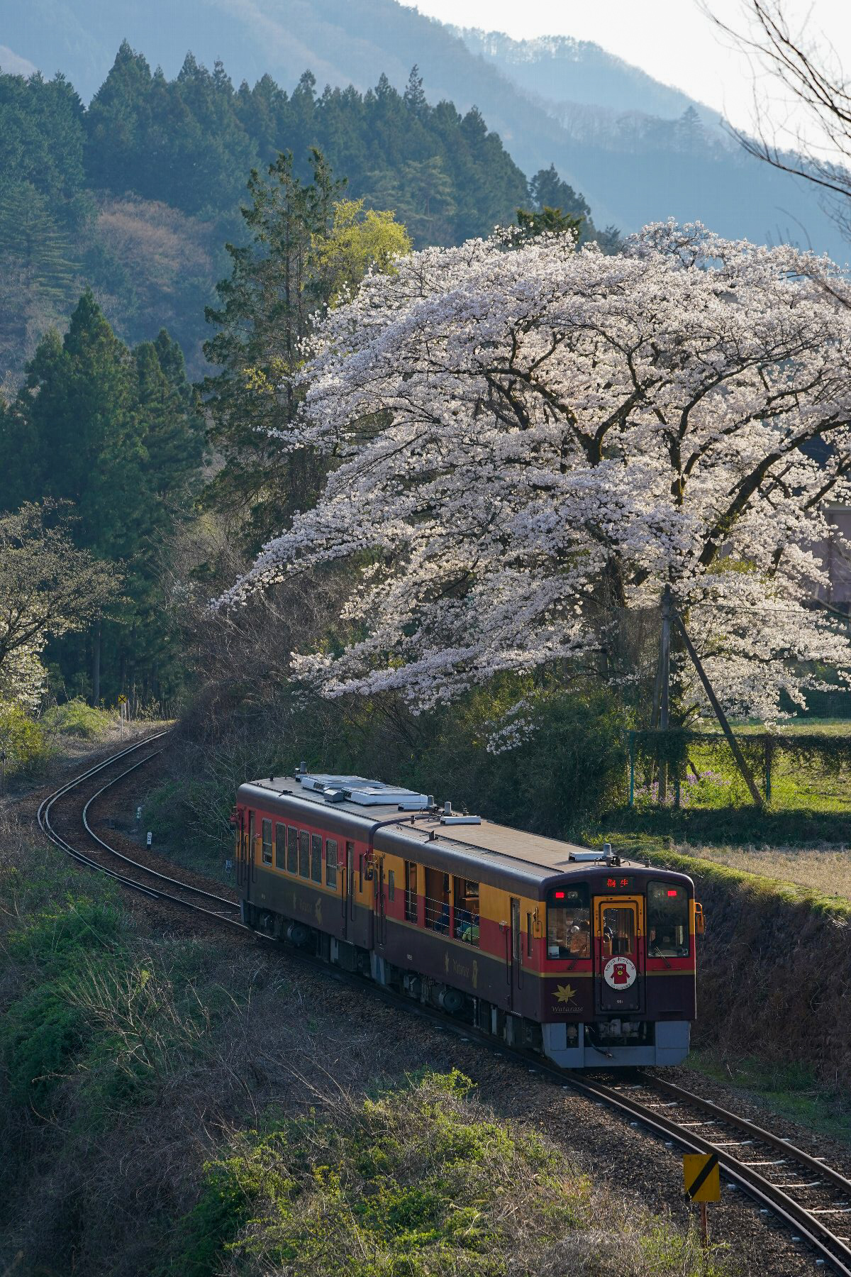 20200404_元小学校跡の裏に咲く桜の古木と8724Dを松島橋より